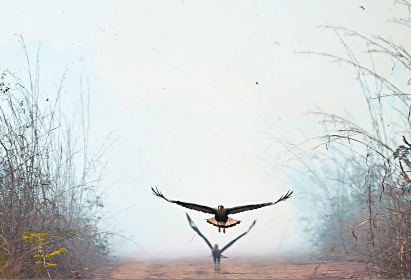 Animais também fogem da fumaça que se alastrou por estados das regiões Centro-Oeste e Norte. São mais de 30 mil registros de fogo neste ano no país | Marcelo Casal/ABr