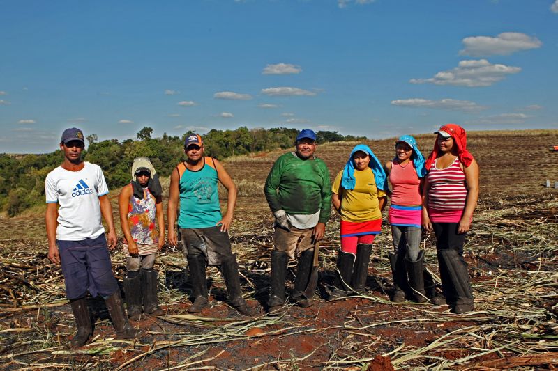 Daniel Gomes Filho e a família no corte de cana: Ceará, como é conhecido, gosta do Norte Pioneiro e não pretende voltar para sua terra natal, mas sabe que as oportunidades de trabalho na região ainda são pequenas | Albari Rosa / Gazeta do Povo