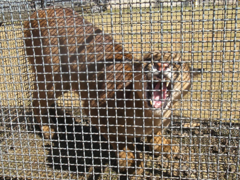 | Divulgação/Força Verde Arapongas