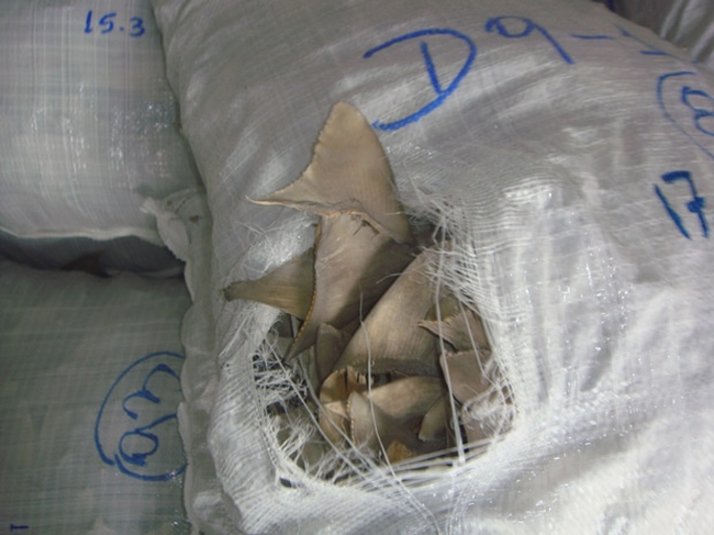 1,4 tonelada de barbatana de tubarão foi apreendida pelo Ibama em Belém | Divulgação/Ibama