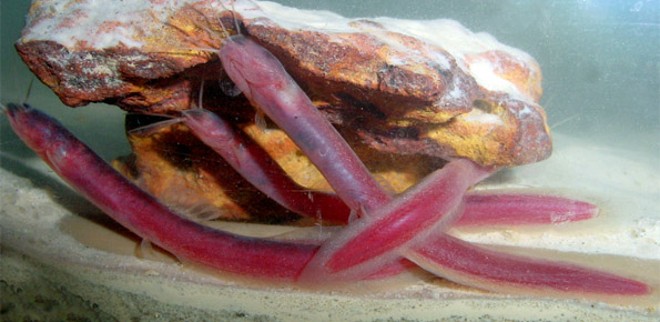 Pequeno, carnívoro e cego, peixe é parente de bagres maiores |