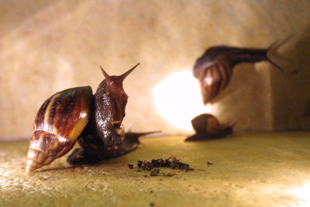 Transmissor de doenças graves, o caramujo africano foi trazido para o estado na década de 80 e proliferou | Anielle Nascimento / Gazeta do Povo