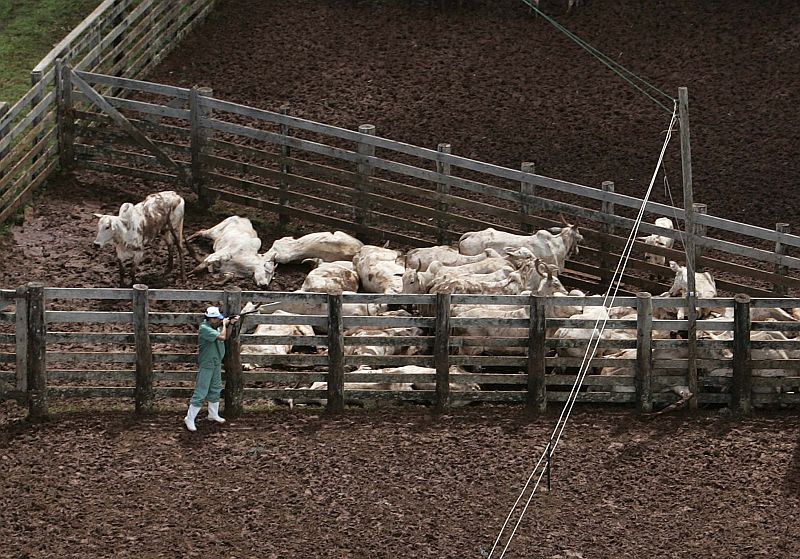 Abate de animais suspeitos de aftosa, em março de 2006: vacinação pode continuar obrigatória | Rodolfo Bührer/Gazeta do Povo Arquivo
