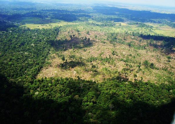 No início de agosto, o Ibama interrompeu um desmatamento que já havia destruído 300 hectares de floresta em Portel, no Pará | Divulgação