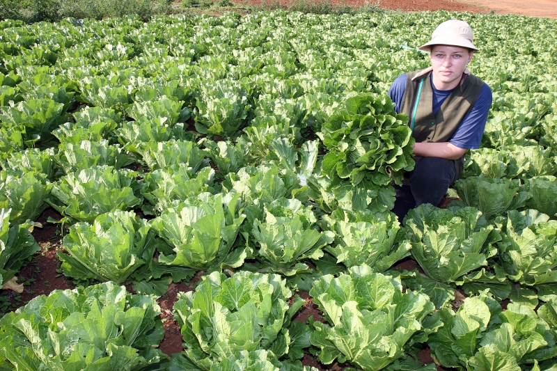 A produtora Sílvia Cappelletti não vê benefícios para o agricultor em programa estadual | Henry Milléo/Gazeta do Povo