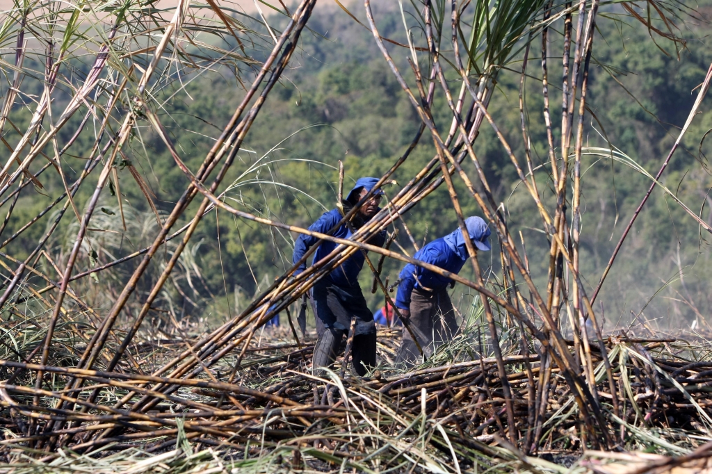 Uma das primeiras regiões visitadas pela Expedição Paraná é o Norte Pioneiro. Na cidade de Bandeirantes homens trabalham no corte da cana de açúcar, uma das principais atividades econômicas da localidade | Albari Rosa/ Gazeta do Povo