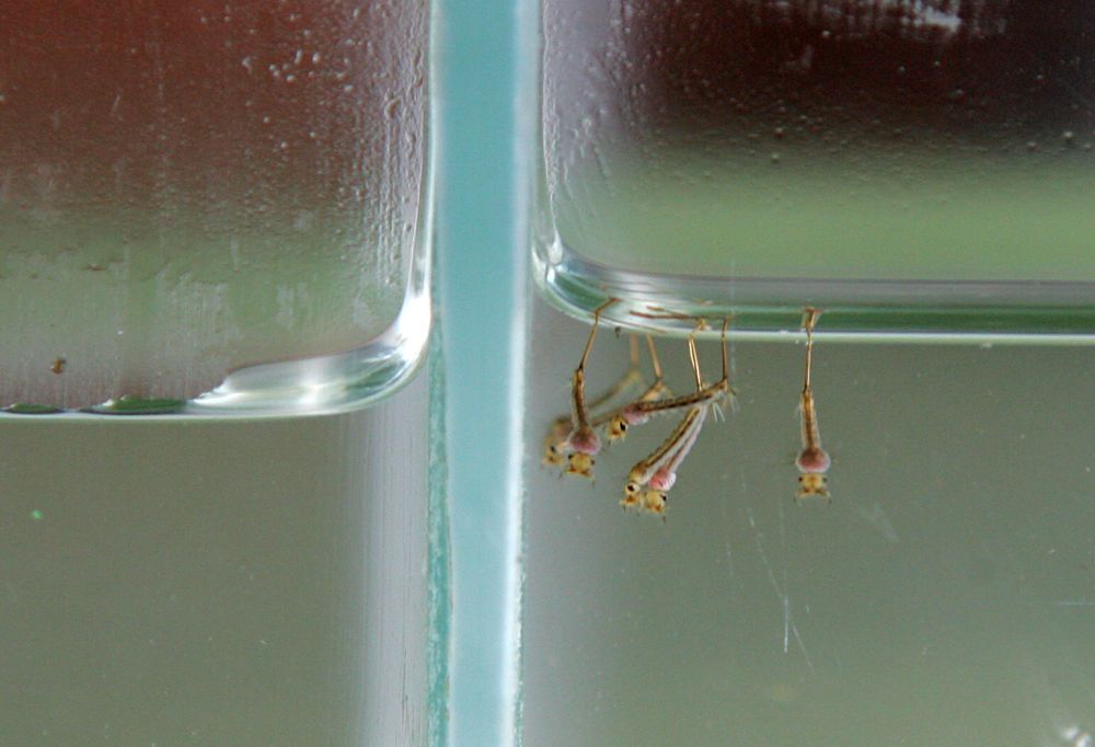 Larvas do mosquito da dengue em laboratório: doença pode estar entrando no país pela fronteira com a Venezuela | Roberto Custódio / Jornal de Londrina