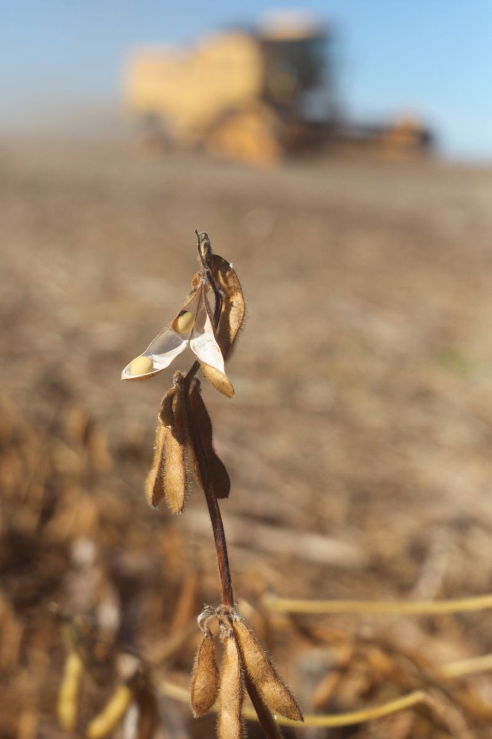 Em 09/10, com chuvas abundantes em meio à ocorrência do fenômeno El Niño, o Paraná obteve uma produtividade recorde de 3.179 quilos por hectare de soja. Mas para 10/11 o rendimento agrícola esperado é de 3.051 kg/ha | Dirceu Portugal / Agencia de Noticiais Gazeta do Povo