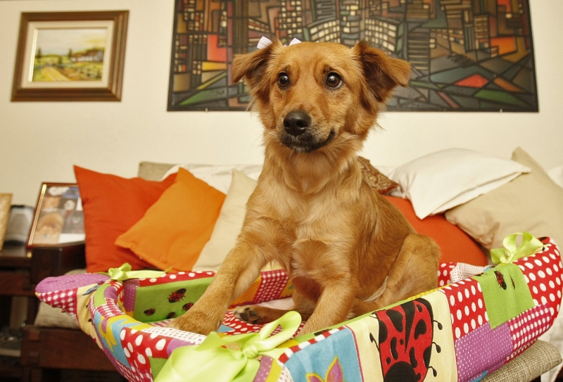 Com 94.593 votos, Aika será consagrada a grande vencedora da promoção | Daniel Castellano/Gazeta do Povo