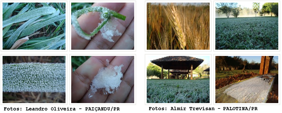 Internautas registraram ocorrências de geada | Simepar