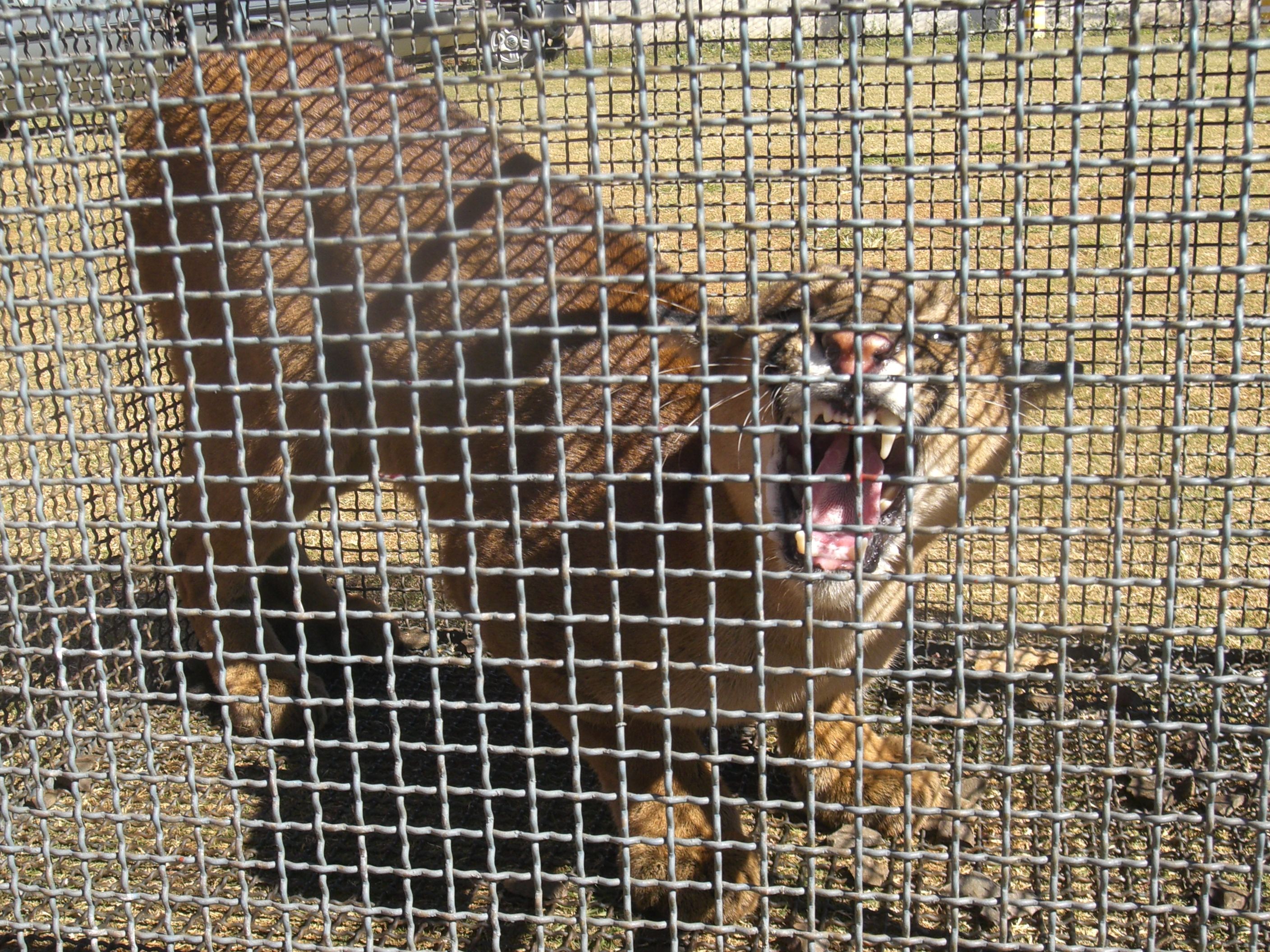 Onça capturada foi levada para Telêmaco Borba | Divulgação/Força Verde Arapongas