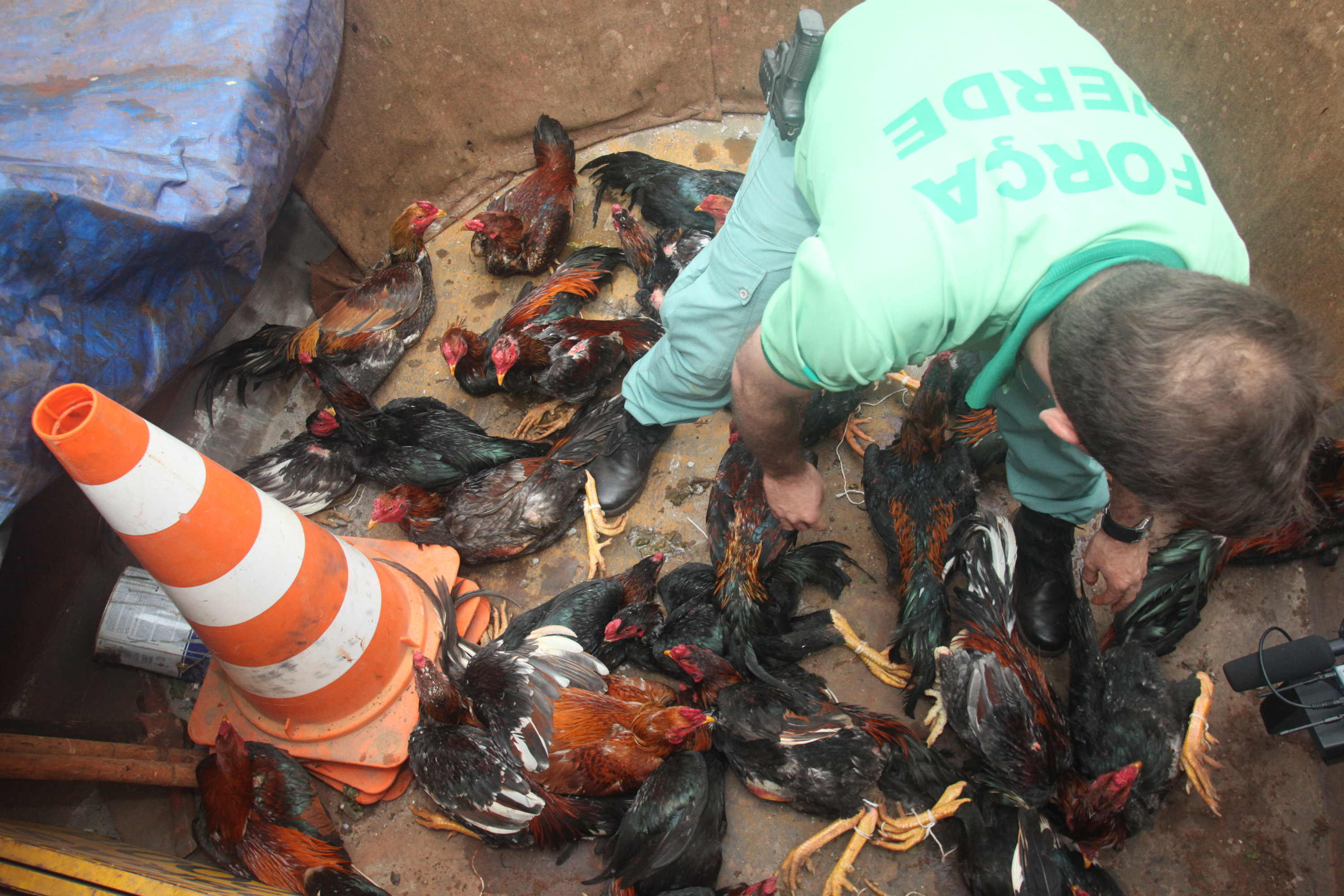 Galos recebiam doses de anabolizantes para ficarem fortes e agressivos | Dirceu Portugal/Jornal de Maringá