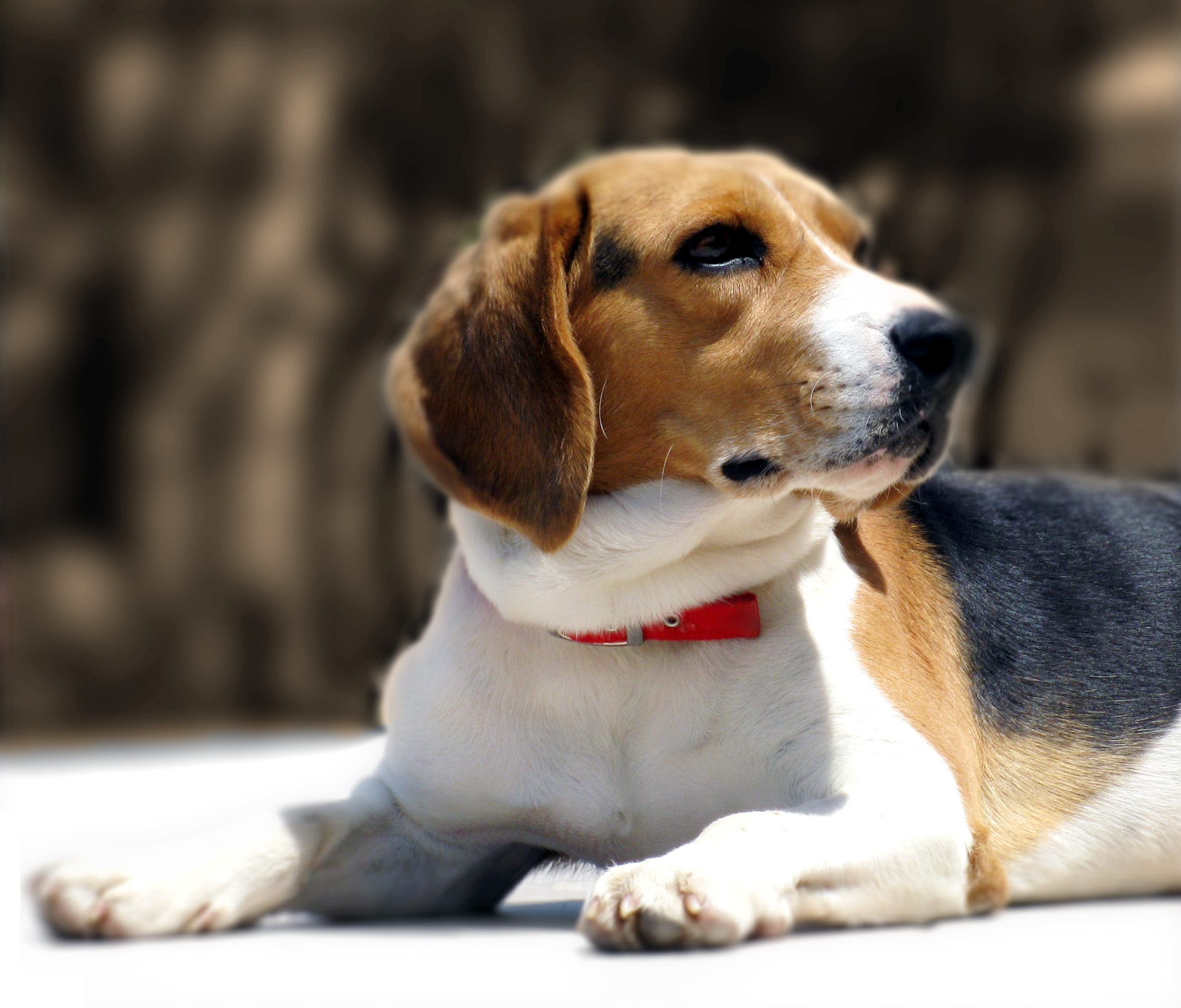 Cães beagle estão sendo utilizados porque é uma raça cujos tecidos e respostas teciduais são amplamente conhecidos pelos pesquisadores e semelhantes aos dos seres humanos | SXC