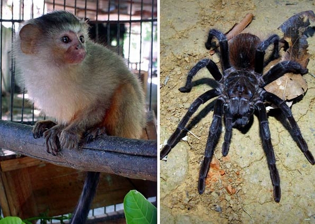 Entre as espécies apresentadas estão o Mico Rondoni e a aranha caranguejeira Megaphobema teceae | Divulgação/ Museu Goeldi