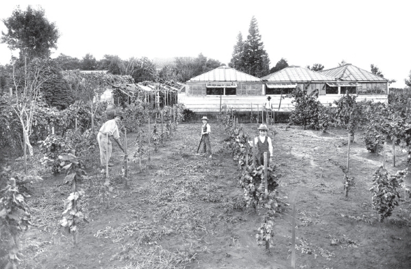 No bairro do Cristo Rei, as videiras, que existiram na Chácara Poplade, no começo do século 20 suas uvas eram famosas. Na foto, a família Poplade tratando das parreiras; ao fundo, as estufas |