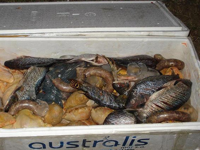 Carnes de origem desconhecida eram transportadas irregularmente na Bahia | Divulgação/PRF-BA