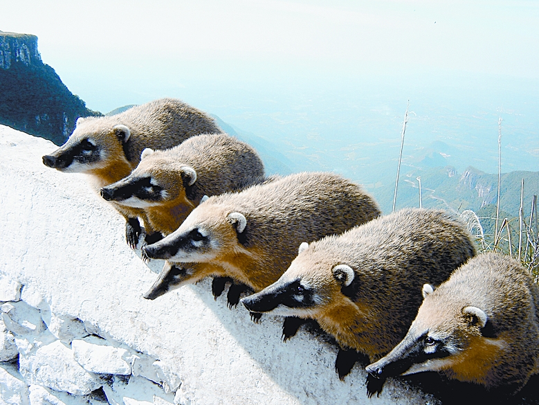 Curiosidade dos quatis: foto que venceu o concurso no ano passado | Cristiane da Silva