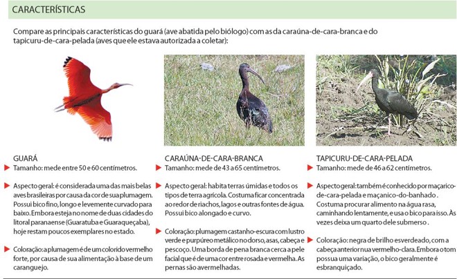 Compare características do guará com as da caraúna-de-cara-branca e tapicuru-de-cara-pelada |
