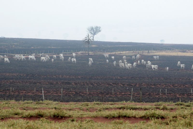 Gado no pasto totalmente queimado: além dos 32 mortos no incêndio, 20 tiveram de ser sacrificados | Ivan Amorim/Gazet ado Povo