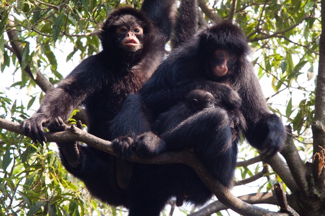 Filhote de macaco aranha nasceu em agosto no Passeio Público | 