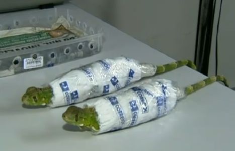 Iguanas estavam imobilizadas e seriam enviadas para Belo Horizonte | Reprodução/TV Globo
