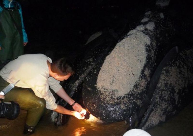 Procedimento de eutanásia teve início na noite de sexta-feira e óbito era esperado para 40 minutos depois, mas baleia continua respirando neste sábado | Divulgação, PBF / Brasil e APA da Baleia Franca