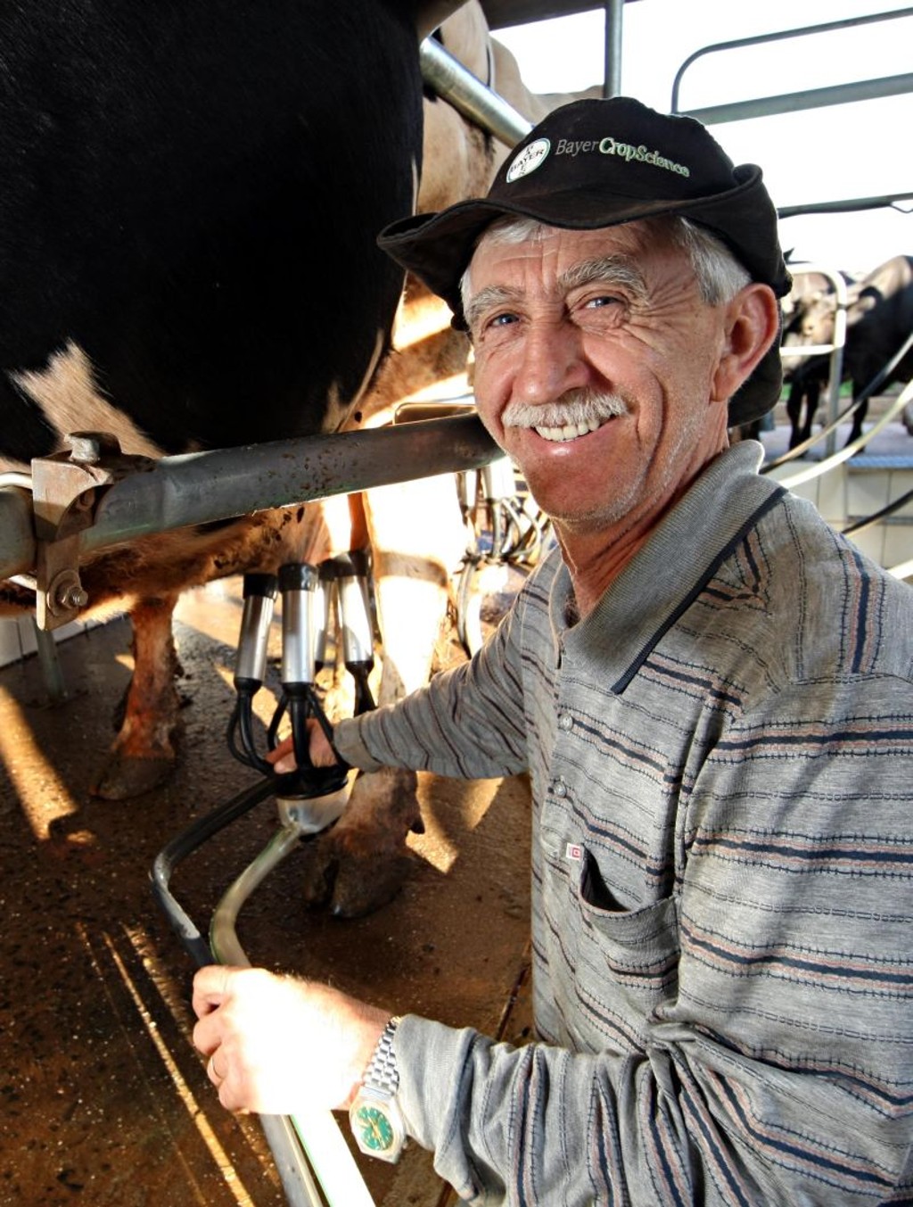 O gaúcho David Ambrósio, 65 anos, chegou há 40 anos em Chopinzinho para trabalhar na agricultura, mas acabou ganhando a vida com a produção de leite. Hoje são 208 mil litros por ano.
