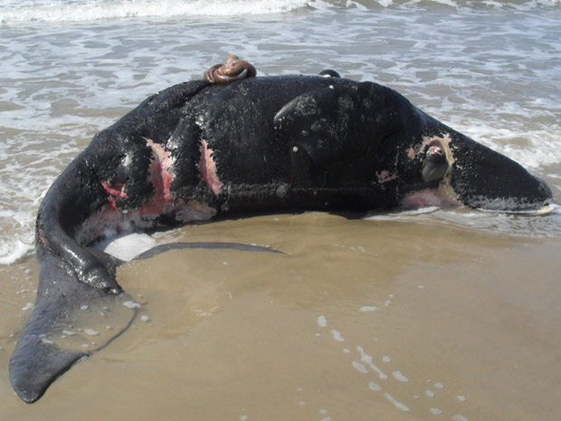 Filhote de baleia franca é encontrado morto em praia em Santa Catarina | Foto: Prefeitura Municipal de Jaguaruna