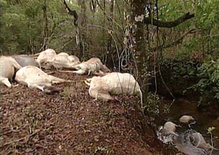 Descarga elétrica mata animais em Minas | Reprodução/TV Globo