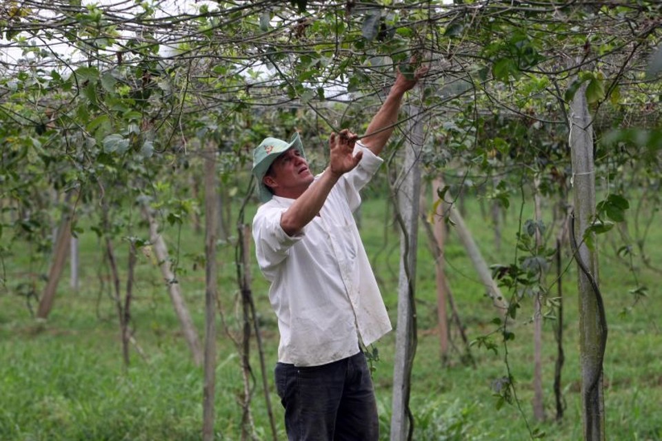 "Tem que ser menor a burocracia", lamenta o agricultor Izaias Pereira Santana, que colhe cerca de 3 toneladas de maracujá por ano | Albari Rosa/ Gazeta do Povo