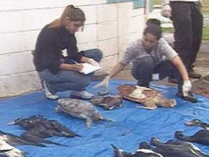 Pinguins são encontrados mortos no litoral de SP | Reprodução/TV Tribuna