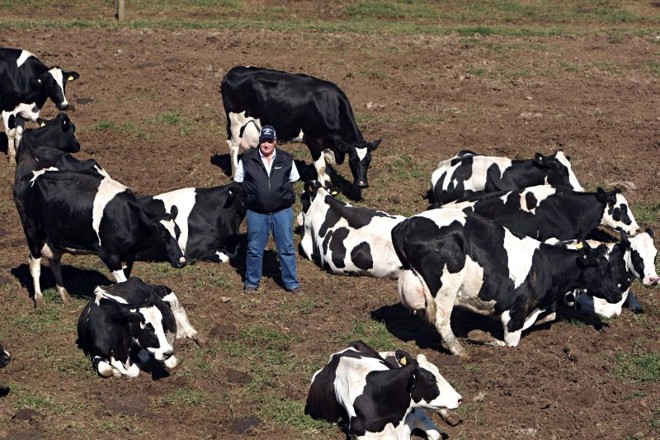 A apenas 25 quilômetros de Heck, uma cooperativa dá suporte aos 14 mil litros de leite produzidos diariamente na propriedade de Lucas Rabbers, em Castrolanda. Modelo poderia ajudar os pequenos produtores da região |