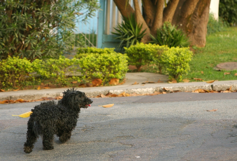 Futuro abrigo da prefeitura não prevê o recolhimento de animais abandonados pelas ruas, apenas dos machucados | Antonio More/Gazeta do Povo