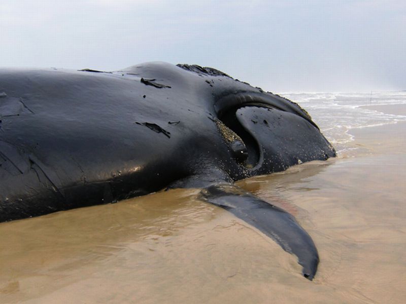 Baleia está encalhada há seis dias e está bastante machucada e com dificuldades para respirar | PBF / Brasil e APA da Baleia Franca / Divulgação