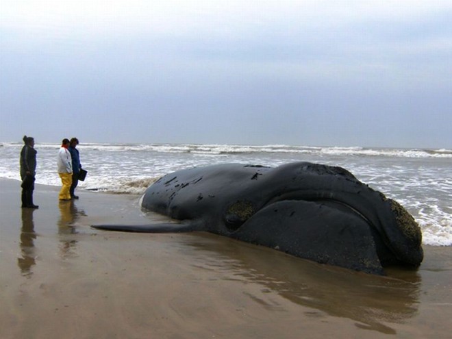 Biólogos e veterinários se revezam para monitorar as condições de saúde do animal. Frio na região pode estar adiando morte natural |