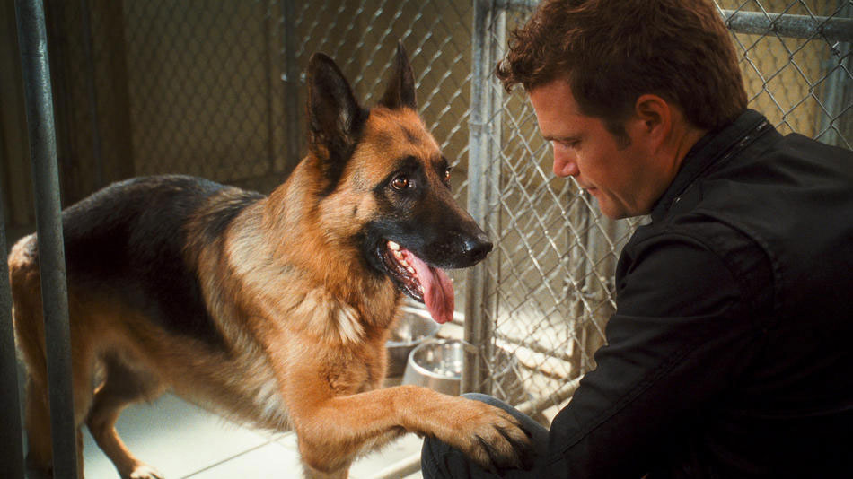 Cena do filme "Como Cães e Gatos 2 - A Vingança de Kitty Galore" | Divulgação