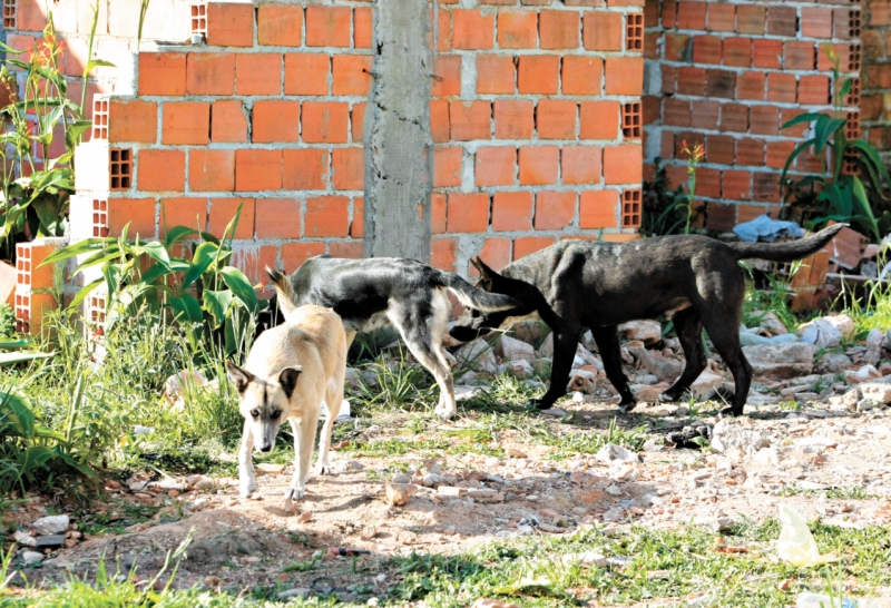 Cães de rua são alvo do projeto que propõe castração como controle de natalidade | Marcelo Elias / Gazeta do Povo
