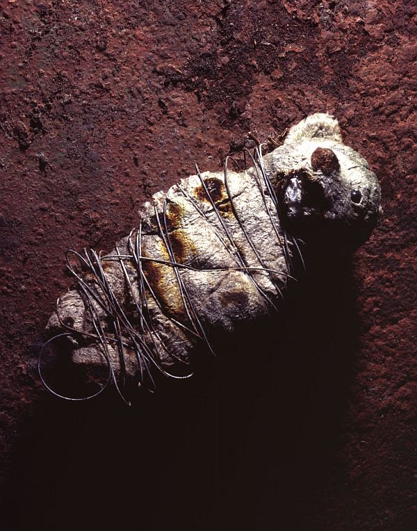 | Fotos: Divulgação