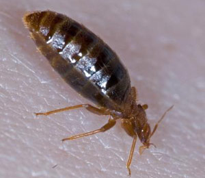 Comportamento do percevejo é estudado por equipe sueca | Foto: Harraca et al., BMC Biology