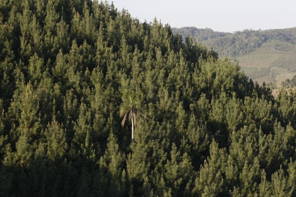 Reflorestamento de pínus em Doutor Ulysses: Vale do Ribeira concentra boa parte das florestas plantadas no Paraná | Jonathan Campos/Gazeta do Povo