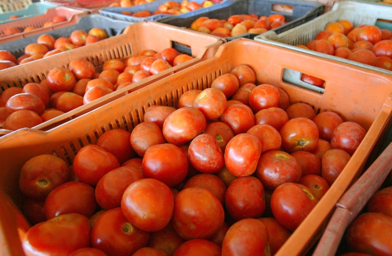 Tomate caiu 3,89% em agosto, na comparação com julho, e ajudou a baixar o preço da cesta básica em Curitiba | Christian Rizzi/Gazeta do Povo