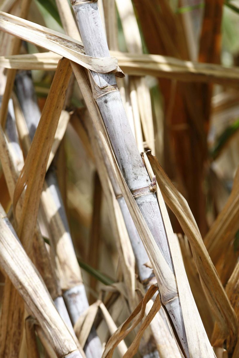 Técnicos da Conab também preveem que o clima pode ser um problema para a próxima safra | Jonathan Campos/ Gazeta do Povo