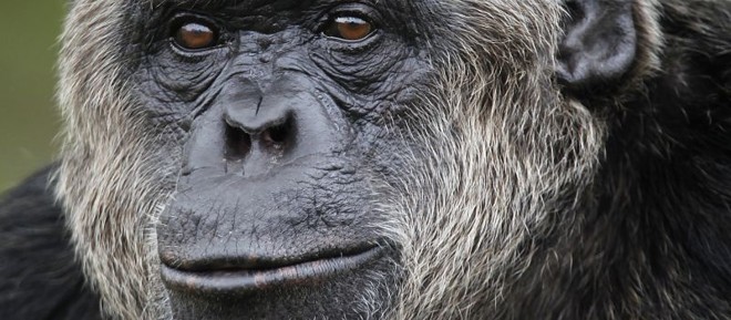 O gorila é uma das espécies da fauna mundial que estão no Zoológico de Curitiba. No total, 1.800 animais moram no lugar e recebem visitas de terça a domingo | 