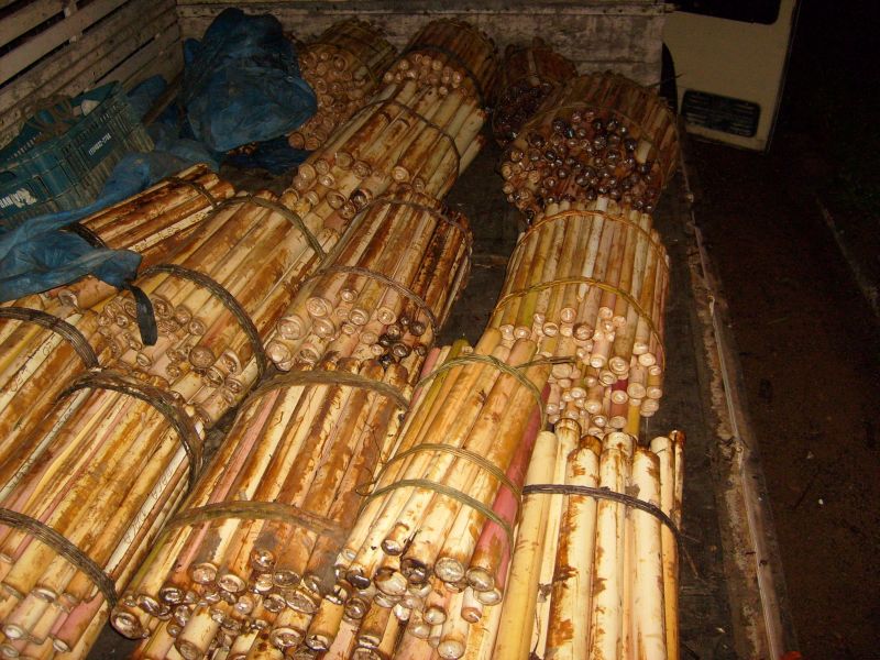 Produto raro: fora das áreas de proteção, palmito tornou-se quase extinto | Divulgação Força Verde