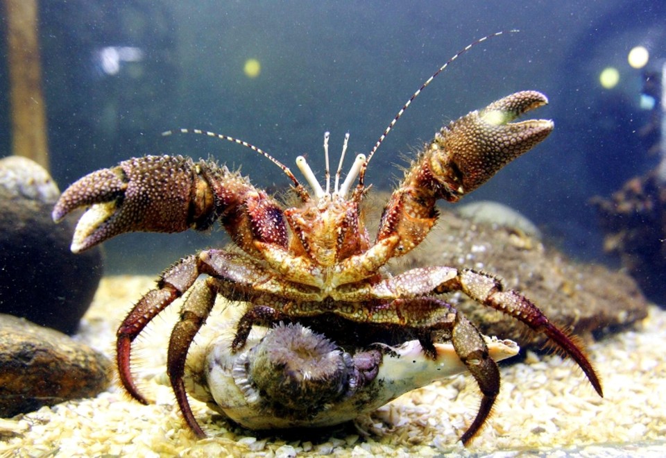 Flora e fauna marinhas têm mais de 1 milhão de espécies Ação devastadora do homem coloca várias espécies, como o caranguejo, em risco | Daniel Castellano/Gazeta do Povo