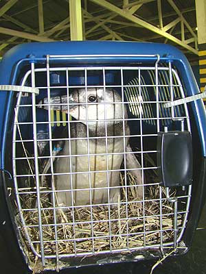 Pinguins levaram um mês para se recuperar no RJ | Divulgação/Jussara Pelissoli/CABM