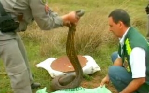 | Reprodução/ Rede Globo