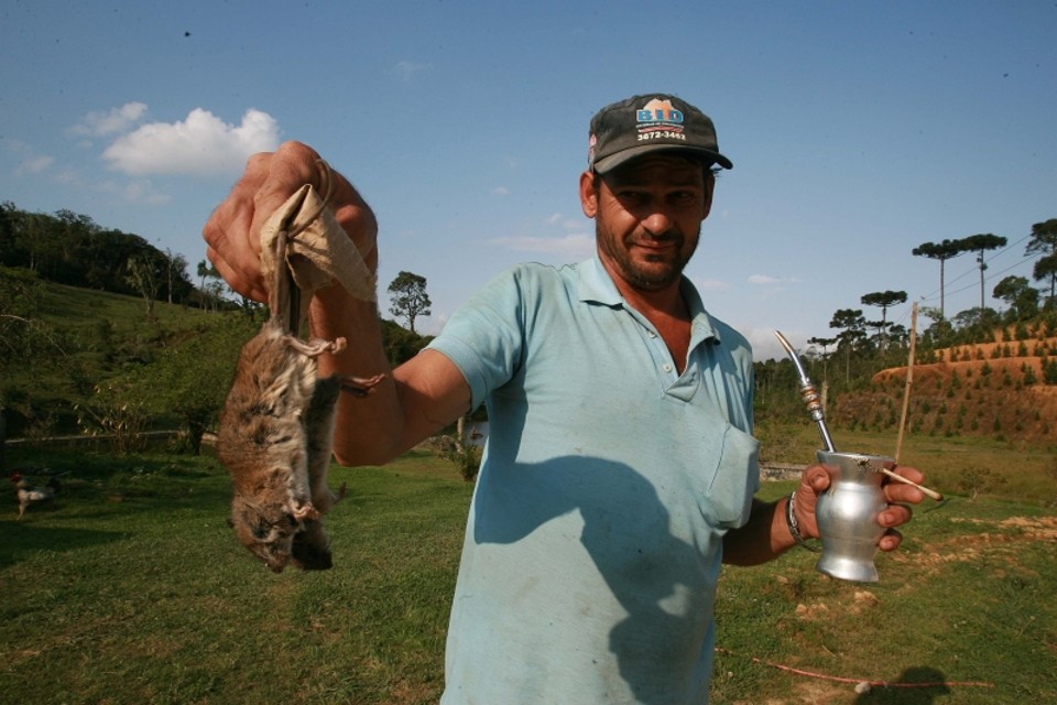 Infestação de ratos põe Paraná em alerta É um inferno, os ratos atacam toda a ração para criação animal. Se sair com o carro por aí, você não vence de contar os ratos que estão na estrada.
Ivanir Zanela, proprietário rural de Quatro Barras | Ivonaldo Alexandre / Gazeta do Povo