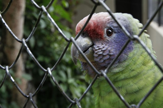 Papagaio-da-cara-roxa: parceria com ONG para reprodução da espécie ameaçada de extinção | 