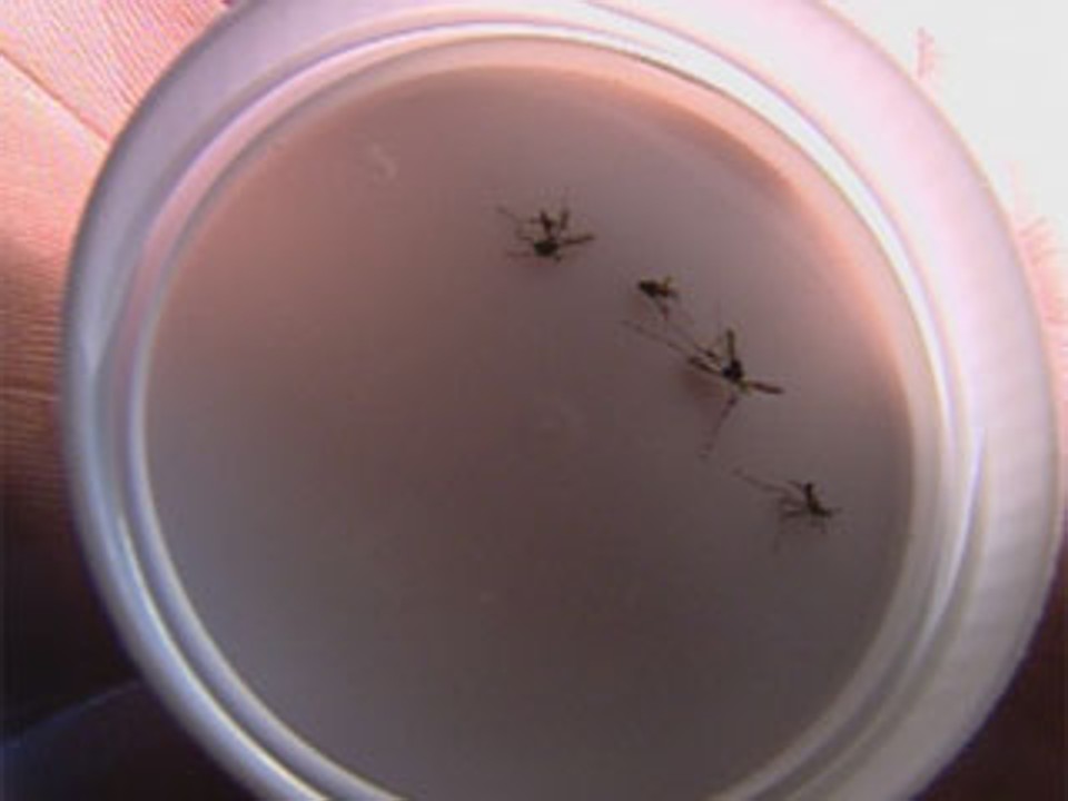 Belo Horizonte confirma mais de 67 mil casos de dengue em 2010 Chuva e calor contribuem para crescimento de focos da dengue | Reprodução: TV Globo